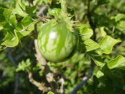 Fruit of Solanum linnaeanum