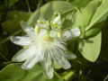 Thumbnail for version as of 02:38, 15 March 2009