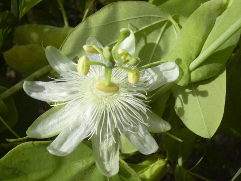 File:Starr 031114-0020 Passiflora subpeltata.jpg