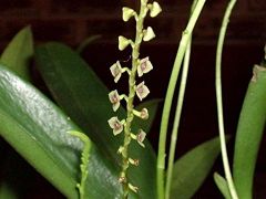 Silvery stelis (Stelis argentata)