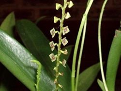 Silvery stelis (Stelis argentata)