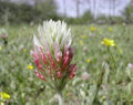 Thumbnail for version as of 05:36, 2 October 2007