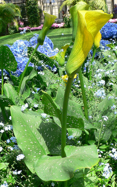 File:Zantedeschia - Calla Lilly c2.jpg