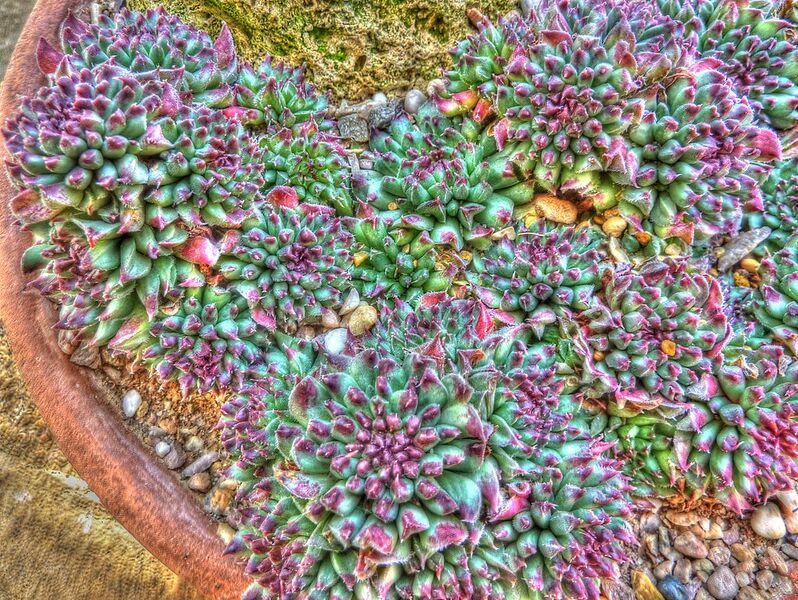 File:1022px-Sempervivum calcareum (Crassulaceae) plant HDR.jpg