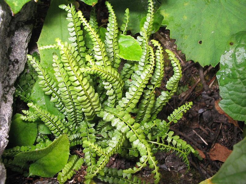 File:1024px-Asplenium-viride.jpg