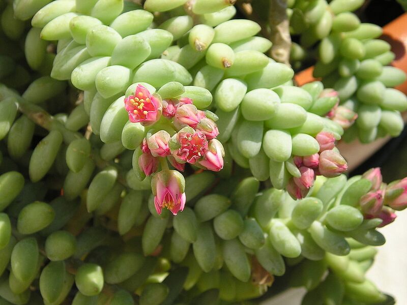 File:1024px-Donkey's tail in bloom March 06.jpg