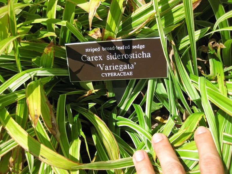 File:1024px-IMG 0057 nybg09.jpg