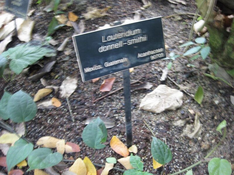 File:1024px-IMG 1750 hunt09oct.jpg