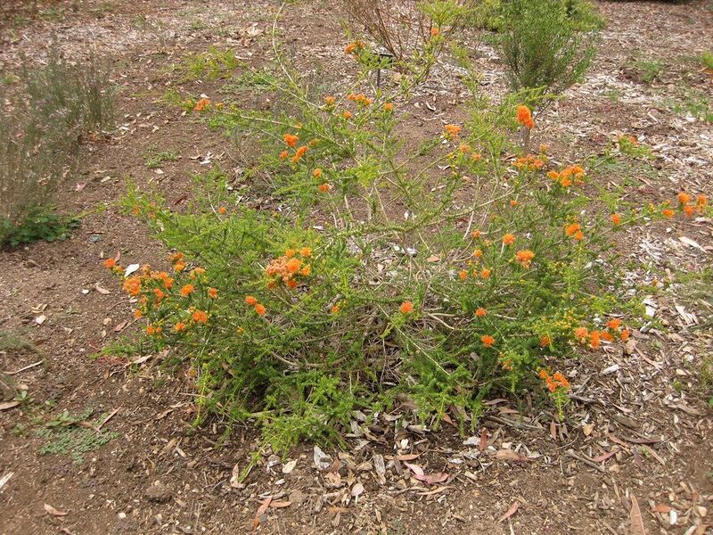 File:1024px-IMG 7176 hunt09jun.jpg