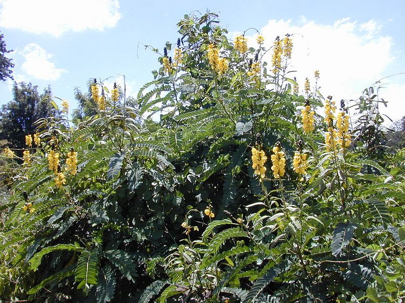 File:1024px-Starr 020815-0041 Senna didymobotrya.jpg