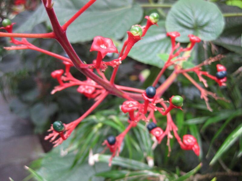 File:1280px-IMG 1153 bbg09.jpg