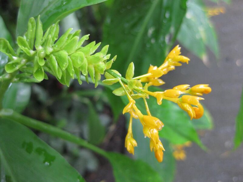 File:1280px-IMG 1200 bbg09.jpg