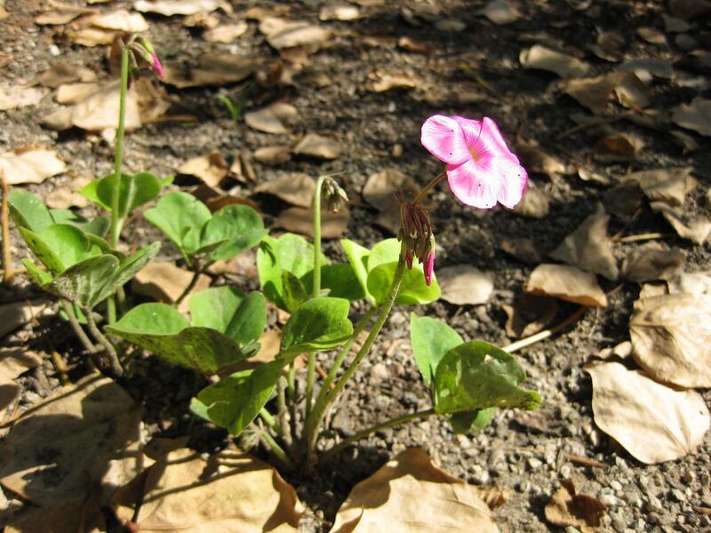 File:1280px-IMG 1932 hunt09oct.jpg