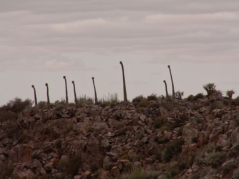 File:1280px-Pachypodium namaquanum PICT2667.JPG