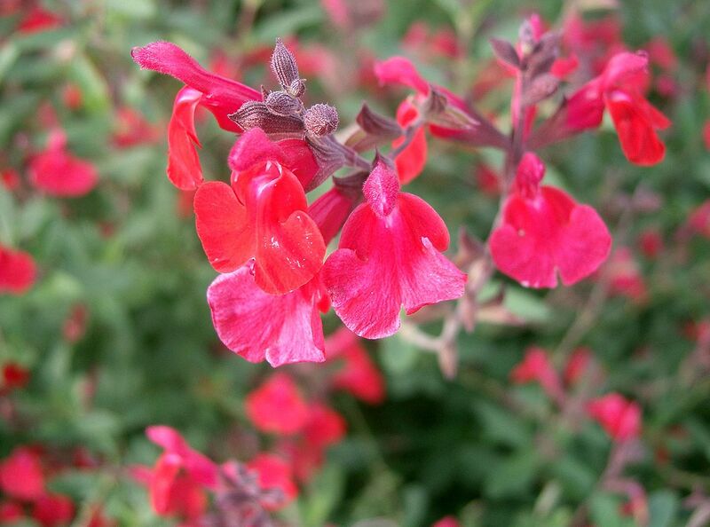 File:1280px-Salvia microphylla2.jpg