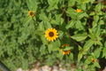 Thumbnail for version as of 18:13, 12 January 2010
