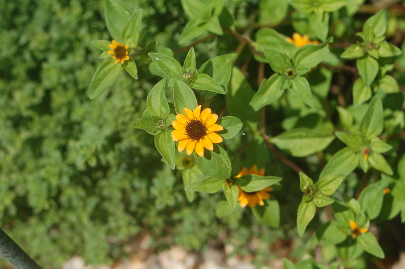 File:2008 August 17 Creeping Zinnia.JPG