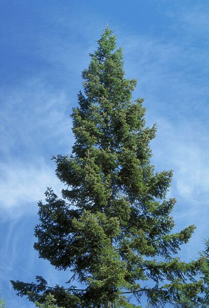 File:521px-Abies grandis crown youngtree.jpg