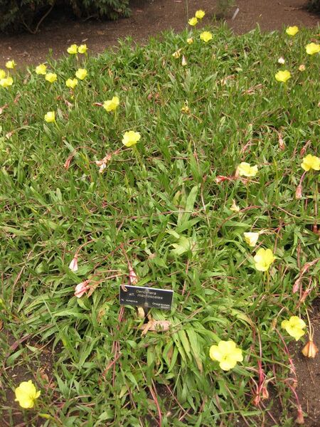 File:576px-IMG 7140 hunt09jun.jpg