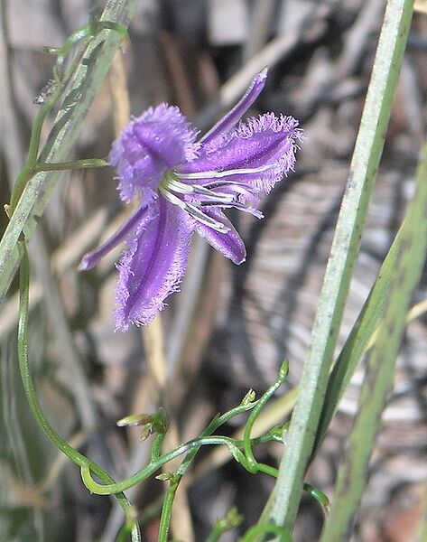 File:807px-Jarrahdale Flower 6.jpg