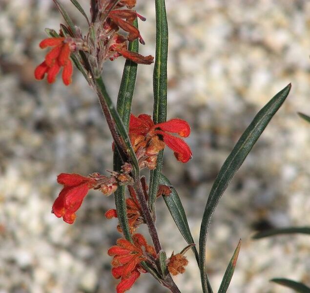 File:813px-Grevillea bronwenae Red Ochre.jpg