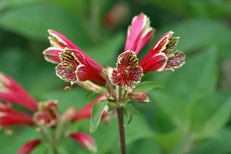 File:Alstroemeria psittacina-2470.jpg