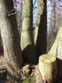 Ancient Sweet Chestnut coppice, Banstead Woods, Surrey, UK