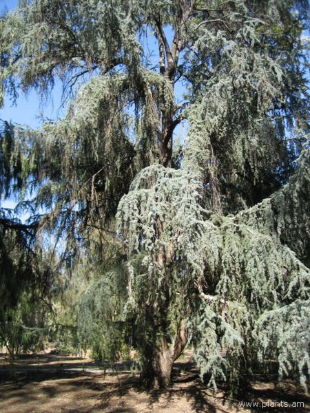 File:Cedrus atlantica-atlas cedar-IMG 0695 hunt07.jpg