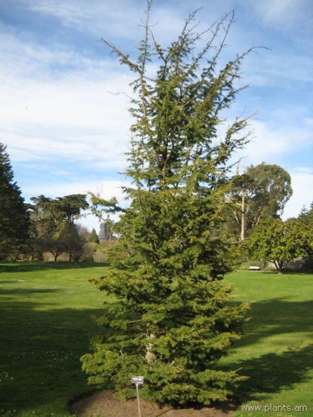 File:Cedrus libani-cedar of lebanon-IMG 7456 sfbg0308.jpg