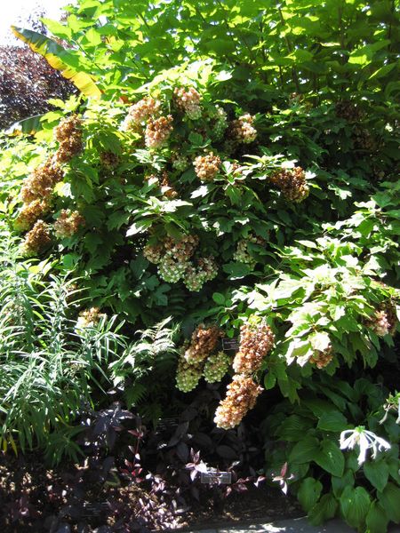 File:IMG 0103 nybg09.jpg