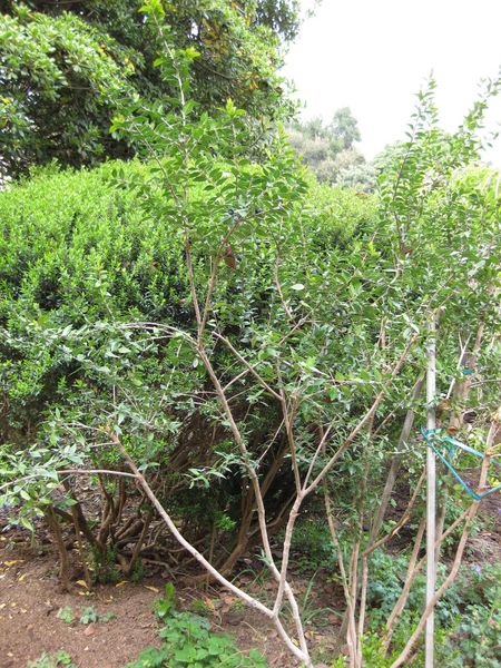 File:IMG 5205 hunt0904.jpg