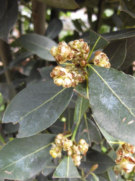 File:IMG 5250 hunt0904.jpg