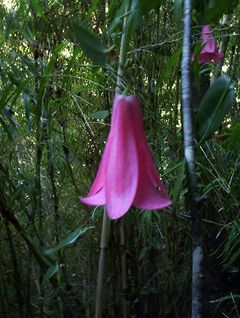 Copihue in flower