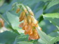 Golden Pea (Lathyrus aureus)