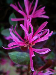 Loropetalum Chinense Rubrum