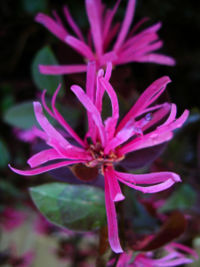 Loropetalum chinense var. rubrum