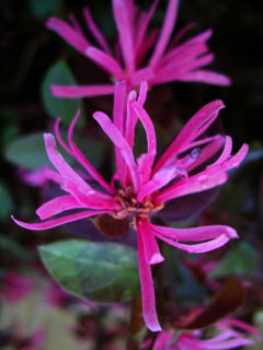 Loropetalum Chinense Rubrum