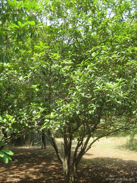 File:Osmanthus fragrans-f. aurantiacus-IMG 3078 lokrun.jpg