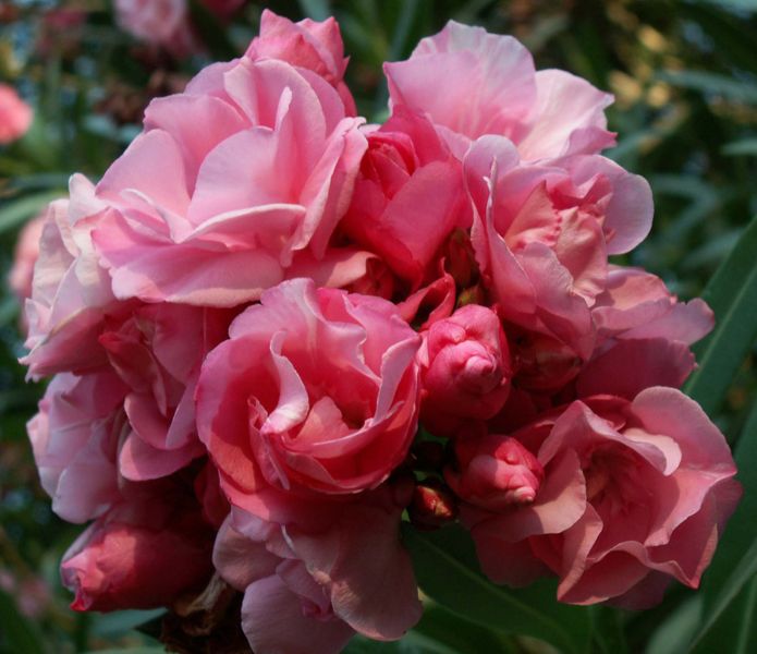 File:Pink Oleander Cluster-7145.jpg