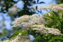 Black Elder (Sambucus nigra)