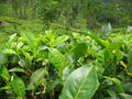 Leaves of Camellia sinensis, also known as the tea plant