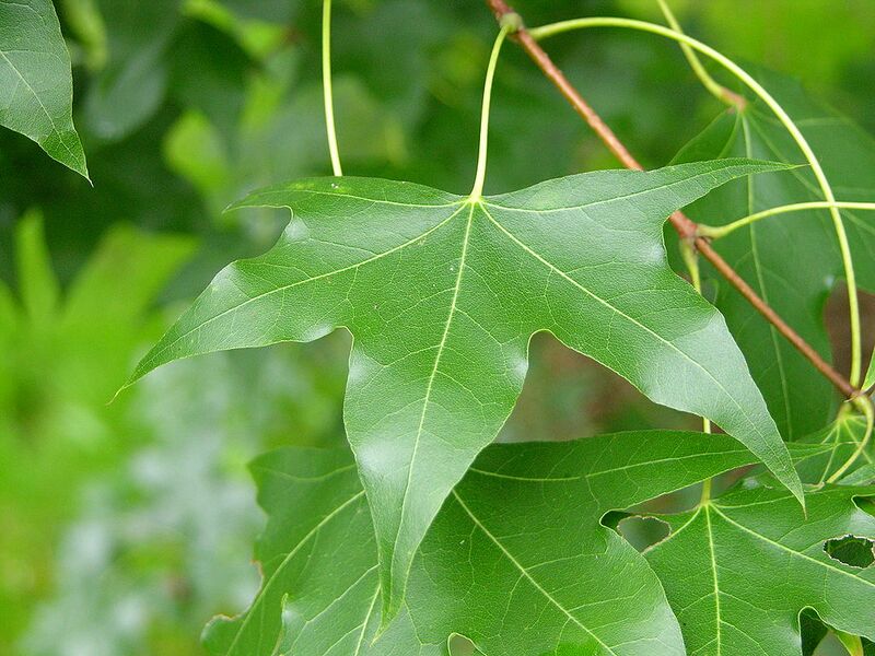 File:1024px-Acer truncatum Leaf.jpg