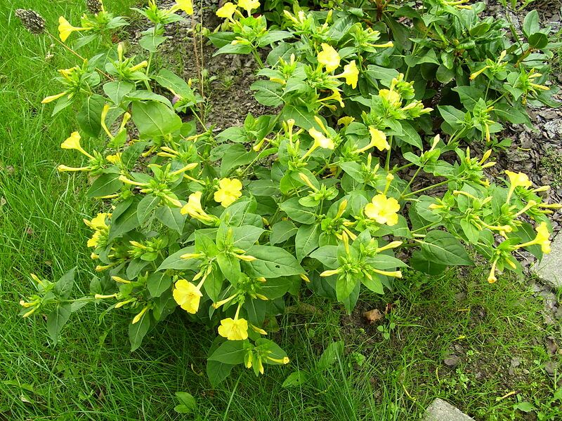File:1024px-Dziwaczek pospolity (Mirabilis jalapa).jpg
