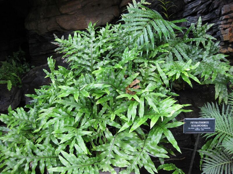 File:1024px-IMG 0907 bbg09.jpg