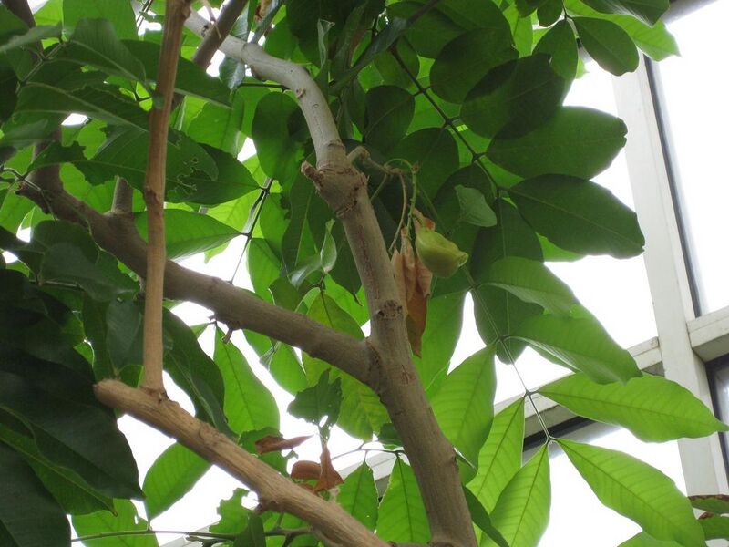 File:1024px-IMG 0975 bbg09.jpg