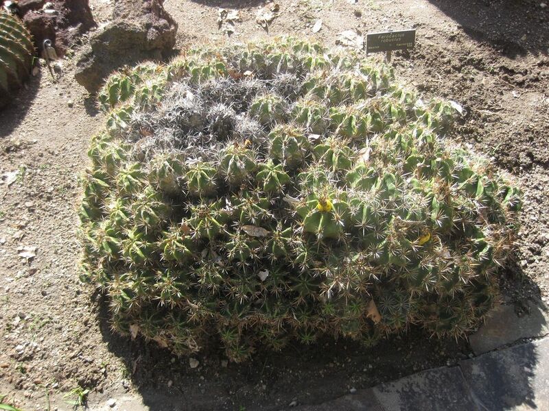 File:1024px-IMG 2199 hunt0903.jpg