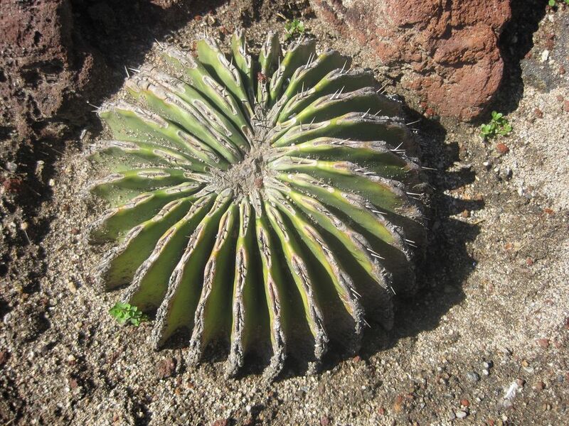 File:1024px-IMG 2480 hunt0903.jpg
