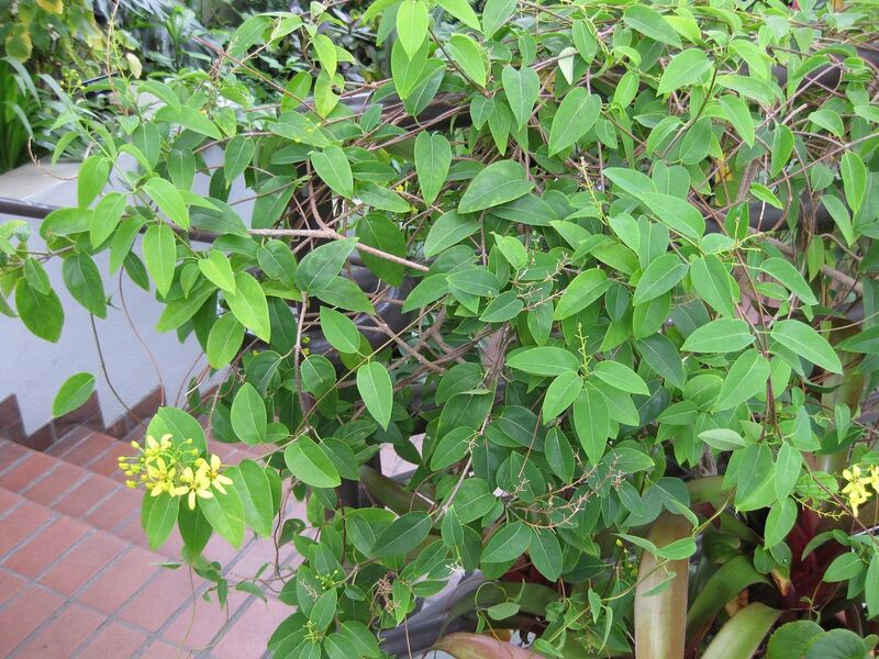 File:1280px-IMG 0877 bbg09.jpg