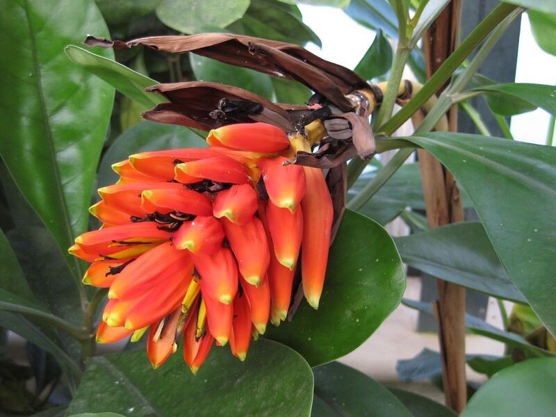 File:1280px-IMG 1793 hunt09oct.jpg