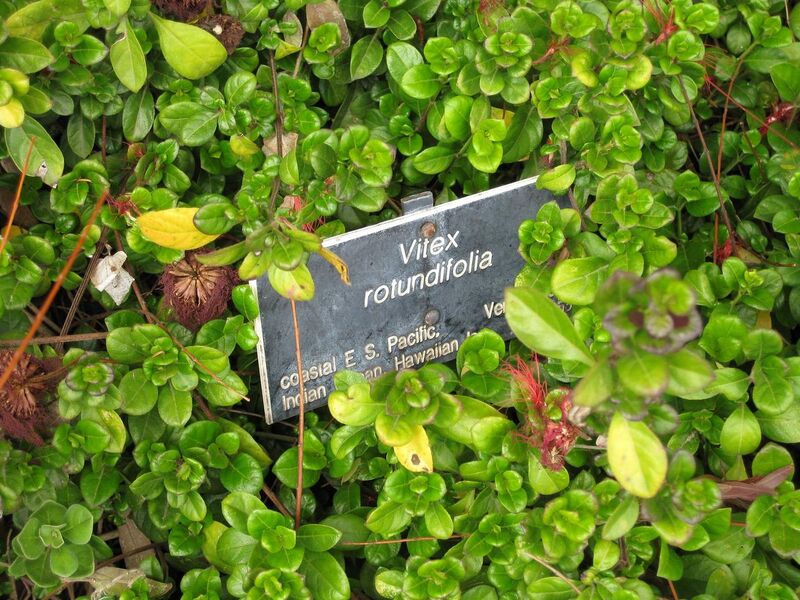 File:1280px-IMG 5044 hunt0904.jpg